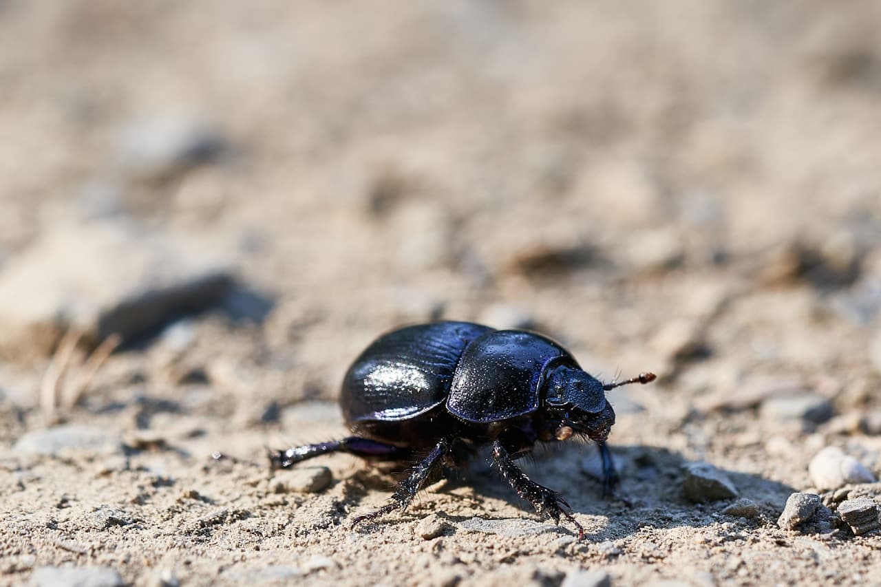 Close-up of a dark beetle on a textured surface, evoking the transformation in Kafka's The Metamorphosis